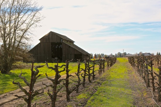 Vineyard rows with pruned grapevines and a historic barn in Lodi, California during daytime.