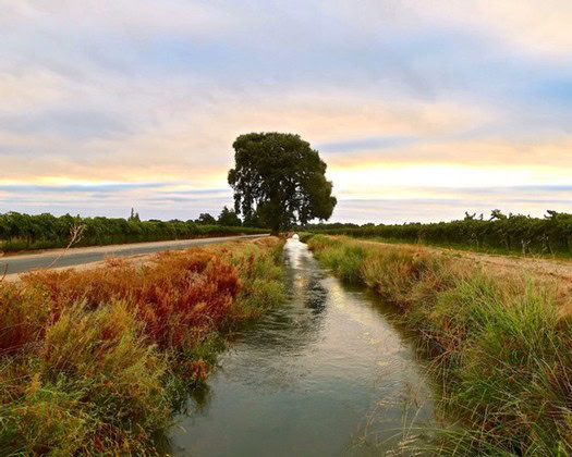 Scenic view of a vineyard in Lodi with a water canal and a large tree under a colorful sky.