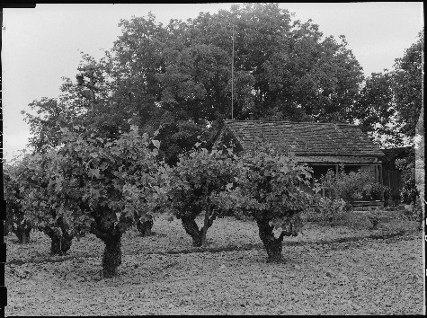 Black and white photo of grapevines and a small building in a vineyard, representing Lodi wine region.