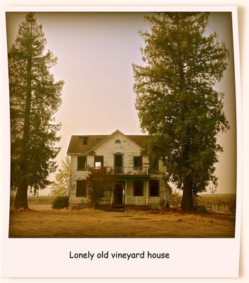 Old vineyard house surrounded by tall trees, with a vintage Polaroid style and a nostalgic atmosphere.