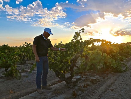 Person inspecting grapevines in a vineyard during sunset in Lodi, California.