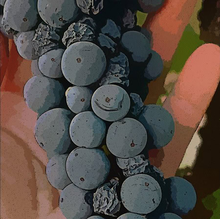 Close-up of ripe blue wine grapes on the vine, showcasing their round shape and deep color.