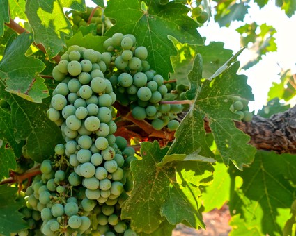Close-up of a green winegrape cluster on the vine with lush green leaves in the background.
