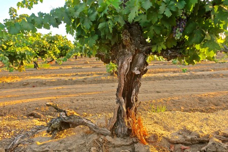 Close-up of a mature grapevine with lush green leaves and developing grapes in a vineyard setting.