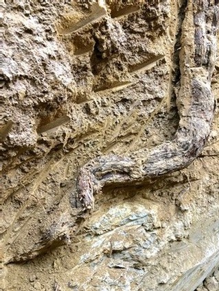 Close-up of vineyard soil with roots and textured earth in Lodi Winegrape region.