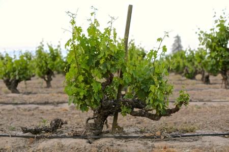Healthy grapevine growing in Lodi vineyard, ready for harvest, with lush green leaves and support stake.