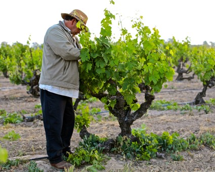 Vineyard worker inspecting grapevines in a Lodi winegrape vineyard during daytime.