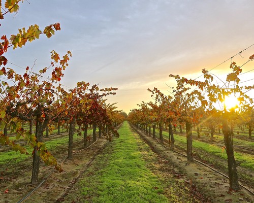 Lodi winegrape vineyard at sunset with rows of grapevines and a golden sky.