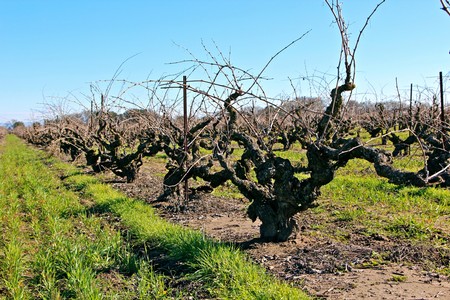 Vineyard with pruned grapevines in Lodi, California, under a clear blue sky.