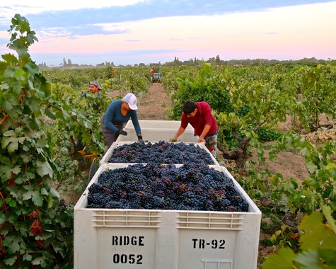 Workers harvest ripe grapes in a Lodi vineyard during sunset for wine production.
