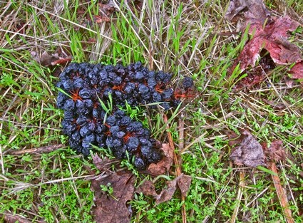Close-up of a dark purple grape cluster on the ground among grass and fallen leaves in Lodi, California.