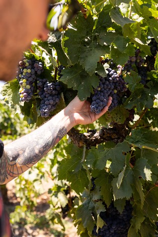Person harvesting ripe purple grapes in a vineyard, showcasing Lodi's premium wine grape production.