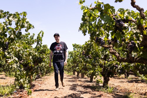 Man walking through lush grapevines in a Lodi vineyard during daytime.