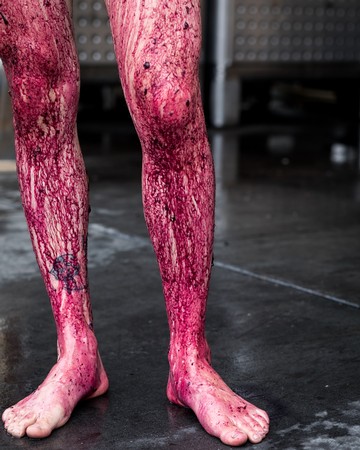 Close-up of a person's legs with grape juice stains from harvest at Lodi Winegrape Commission.