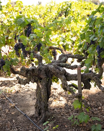 Grapevines in a Lodi vineyard with ripe dark grapes ready for harvest.