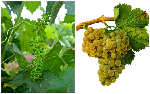 Close-up of grapevine with green grapes and leaves, showcasing the Lodi wine grape variety.