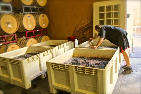 Worker inspecting freshly harvested winegrapes in a winery storage area in Lodi, California.