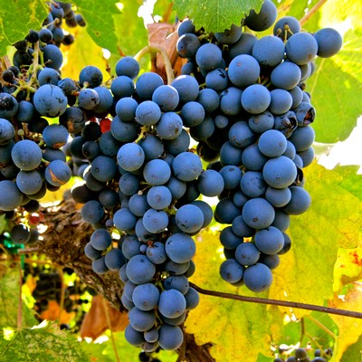 Close-up of ripe dark purple wine grapes on the vine in Lodi, California.