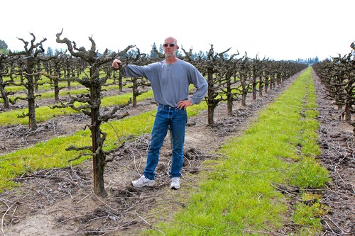 Man standing in a vineyard with pruned grapevines in Lodi, California.