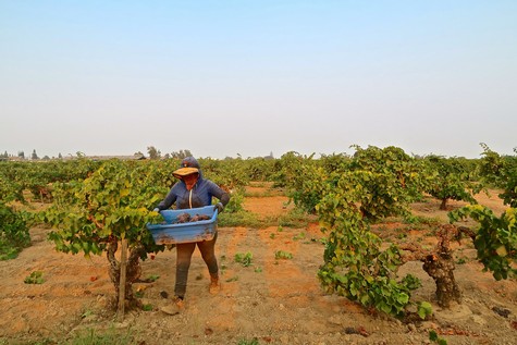 Worker harvesting grapes in a Lodi vineyard during daytime for wine production.