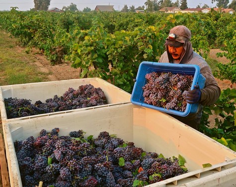 Worker harvesting ripe grapes in a vineyard for Lodi wine production.