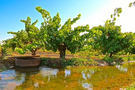 Lodi winegrape vineyard with lush green vines near water under bright blue sky.
