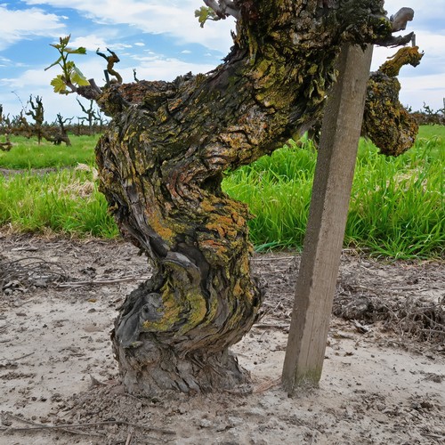 Close-up of a gnarled grapevine trunk in a Lodi vineyard with a support stake and green foliage in the background.