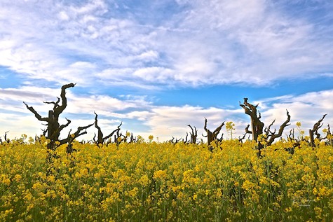 Vineyard with gnarled, leafless grapevines in a yellow flowering field under a partly cloudy sky.