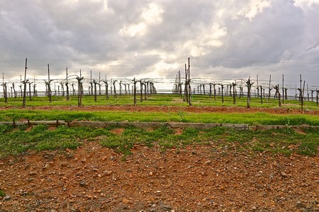 Vineyard rows in Lodi with cloudy sky, showcasing grape growing region in California.
