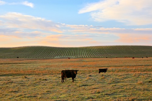 Cattle grazing in a vineyard landscape with rolling hills and a colorful sky at sunset.
