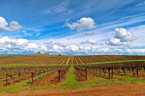 Vast vineyard in Lodi with rows of grapevines under a blue sky with clouds.