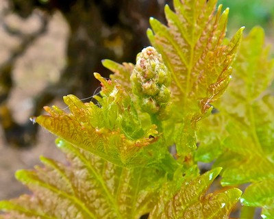 Close-up of a young winegrape vine with green leaves and budding grapes in Lodi, California.
