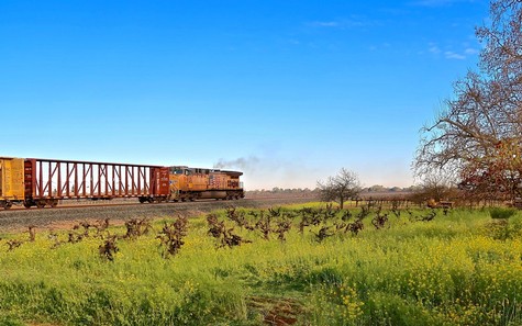 A train passing through a lush vineyard in Lodi, California, under a clear blue sky.