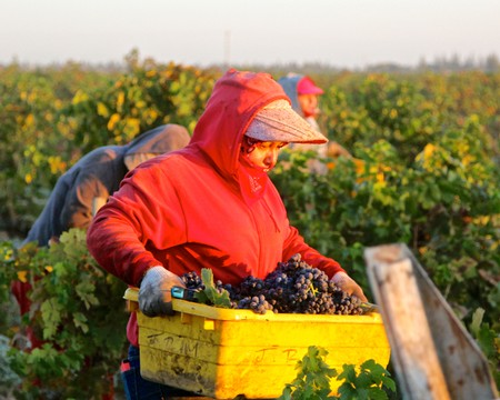 Vineyard worker harvesting grapes in Lodi wine region during sunset.