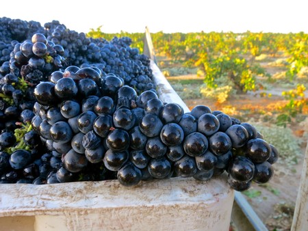 Close-up of ripe black grapes on a vineyard in Lodi, California during harvest season.