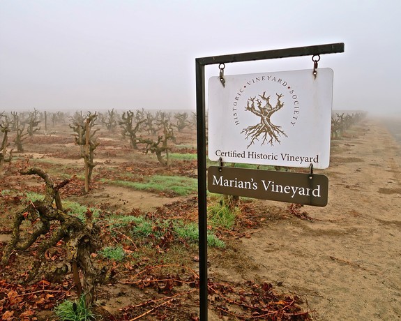 Historic Marian's Vineyard sign in foggy Lodi wine country with pruned grapevines.