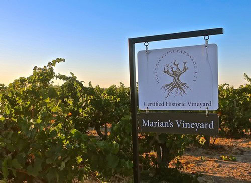 Vineyard sign for Marian's Vineyard in Lodi, California, with lush grapevines and clear blue sky in the background.
