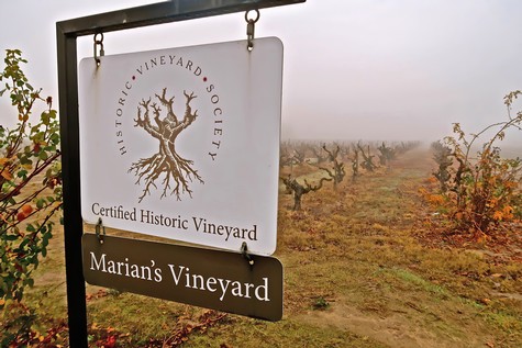 Vineyard sign for Marian's Vineyard at a historic vineyard in Lodi, California, with rows of grapevines and a foggy sky.