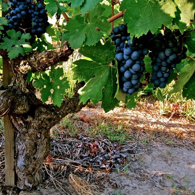 Close-up of ripe dark purple grapes hanging on a vine in a Lodi vineyard.