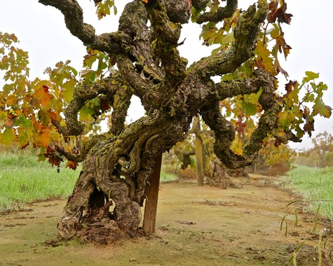 Ancient gnarled winegrape vine in Lodi, California, showcasing historic vineyard cultivation.