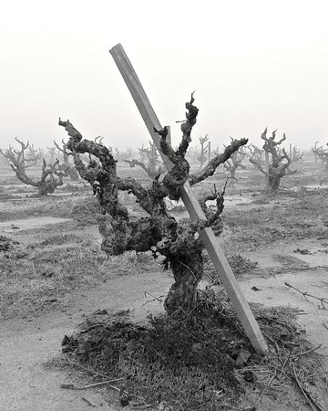 Gnarled grapevine in Lodi vineyard with a support stake, winter scene, no leaves, overcast sky.