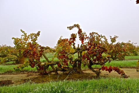Vineyard with grapevines showing fall colors in Lodi, California, during harvest season.