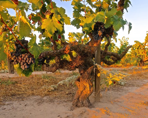 Grapevines with ripe grapes in a Lodi vineyard during sunset.