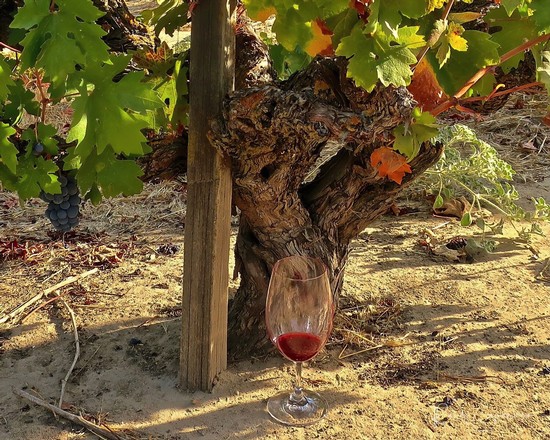Grapevine in Lodi vineyard with a glass of red wine at its base, showcasing premium wine production.