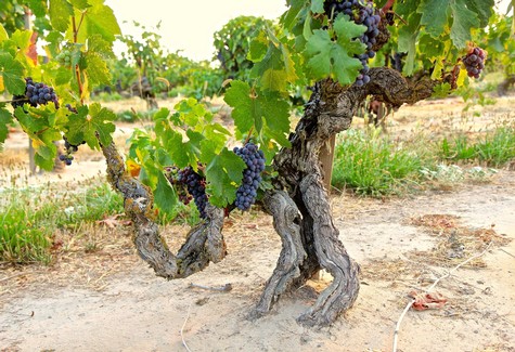 Grapevine with ripe dark purple grapes in a Lodi vineyard, showcasing healthy foliage and gnarled trunk.