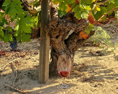 Grapevine with a glass of red wine at a Lodi vineyard, showcasing premium wine production in California.