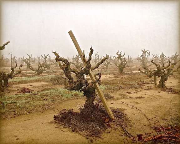Grapevines in a vineyard during winter with a support stake and foggy background.
