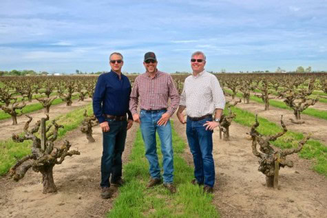 Three men standing in a vineyard with pruned grapevines under a blue sky, representing Lodi Winegrape Commission.