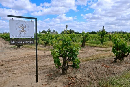 Vineyard with Marian's Vineyard sign in Lodi wine region, California, under a partly cloudy sky.