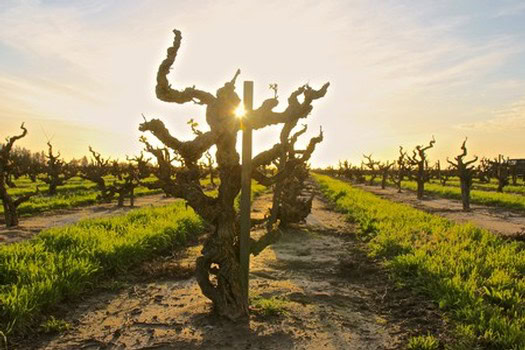 Gnarled wine grape vine in Lodi vineyard during sunset, showcasing the region's unique viticulture.